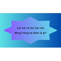 Lợi ích và tác hại của đông trùng hạ thảo là gì?
