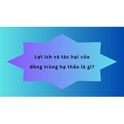 Lợi ích và tác hại của đông trùng hạ thảo là gì?