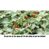 Cà gai leo có tác dụng gì? Có nên uống cà gai leo không?