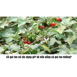 Cà gai leo có tác dụng gì? Có nên uống cà gai leo không?