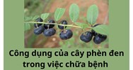 Công dụng của cây phèn đen trong việc chữa bệnh