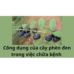 Công dụng của cây phèn đen trong việc chữa bệnh