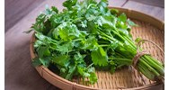 Những tác dụng của rau mùi tàu không thể bỏ lỡ