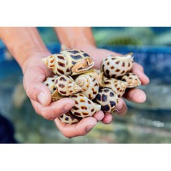 Những món ngon từ ốc hương