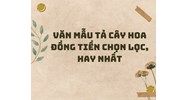 Văn mẫu tả cây hoa đồng tiền chọn lọc, hay nhất