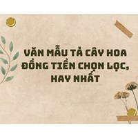 Văn mẫu tả cây hoa đồng tiền chọn lọc, hay nhất