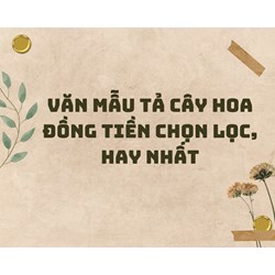 Văn mẫu tả cây hoa đồng tiền chọn lọc, hay nhất