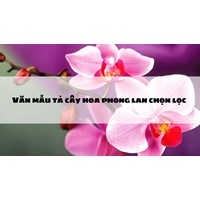 Văn mẫu tả cây hoa phong lan chọn lọc