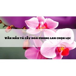 Văn mẫu tả cây hoa phong lan chọn lọc