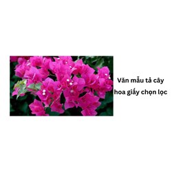 Văn mẫu tả cây hoa giấy chọn lọc
