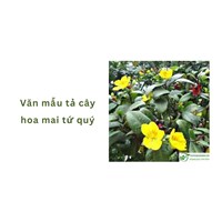 Văn mẫu tả cây hoa mai tứ quý