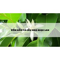 Văn mẫu tả cây hoa ngọc lan