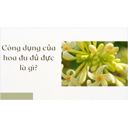 Công dụng của hoa đu đủ đực là gì?