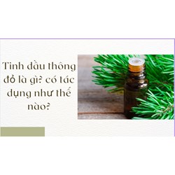 Tinh dầu thông đỏ là gì? có tác dụng như thế nào?