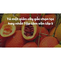 Tả một giàn cây gấc chọn lọc hay nhất Tập làm văn lớp 5
