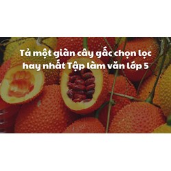 Tả một giàn cây gấc chọn lọc hay nhất Tập làm văn lớp 5