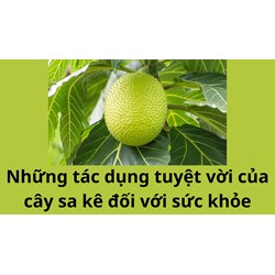 Những tác dụng tuyệt vời của cây sa kê đối với sức khỏe