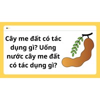 Cây me đất có tác dụng gì? Uống nước cây me đất có tác dụng gì?