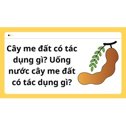 Cây me đất có tác dụng gì? Uống nước cây me đất có tác dụng gì?