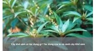 Cây khổ sâm có tác dụng gì? Tác dụng của lá và cành cây Khổ sâm