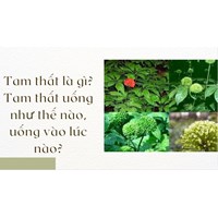 Tam thất là gì? Tam thất uống như thế nào, uống vào lúc nào?