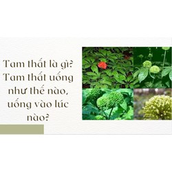Tam thất là gì? Tam thất uống như thế nào, uống vào lúc nào?