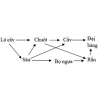 Hiểu thế nào là chuỗi và lưới thức ăn