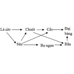 Hiểu thế nào là chuỗi và lưới thức ăn