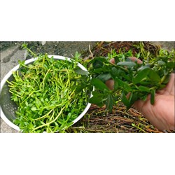 Ăn rau đắng có tác dụng đối với sức khỏe ?