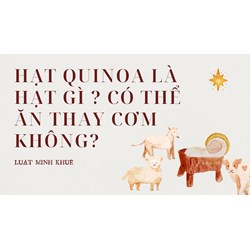 Hạt quinoa là hạt gì ? Có thể ăn thay cơm không?