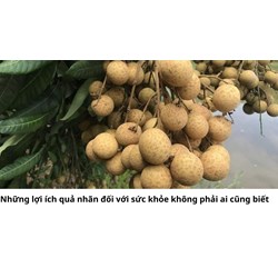 Những lợi ích quả nhãn đối với sức khỏe không phải ai cũng biết