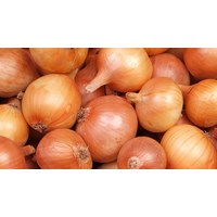 Thành phần và lợi ích sức khỏe của củ hành tây
