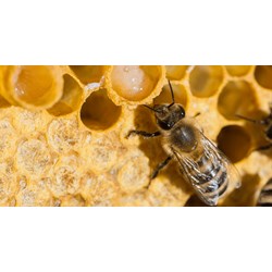 Những lợi ích sức khỏe tiềm năng của sữa ong chúa