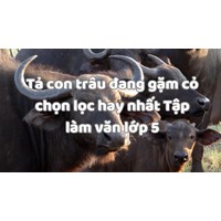 Tả con trâu đang gặm cỏ chọn lọc hay nhất Tập làm văn lớp 5