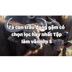 Tả con trâu đang gặm cỏ chọn lọc hay nhất Tập làm văn lớp 5