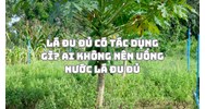 Lá đu đủ có tác dụng gì? Ai không nên uống nước lá đu đủ