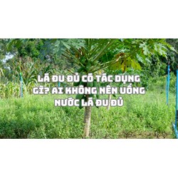Lá đu đủ có tác dụng gì? Ai không nên uống nước lá đu đủ