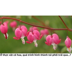 Ở thực vật có hoa, quá trình hình thành túi phôi trải qua...?
