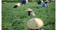 Lao động nông thôn nước ta hiện nay...?