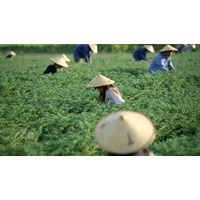 Lao động nông thôn nước ta hiện nay...?