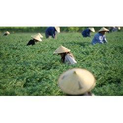 Lao động nông thôn nước ta hiện nay...?