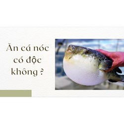 Ăn cá nóc có độc không ?