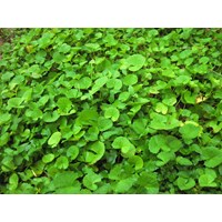Tác dụng đối với sức khỏe của rau má