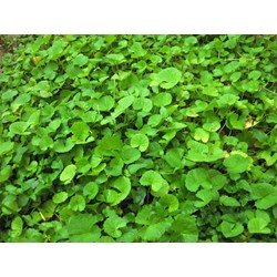 Tác dụng đối với sức khỏe của rau má