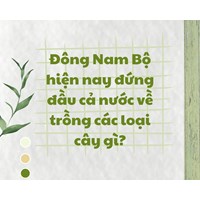 Đông Nam Bộ hiện nay đứng đầu cả nước về trồng các loại cây gì?