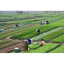 Ngành nông nghiệp nước ta hiện nay sản phẩm đa dạng
