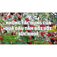 Những tác dụng của quả dâu tằm đối với sức khoẻ
