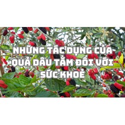 Những tác dụng của quả dâu tằm đối với sức khoẻ