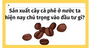 Sản xuất cây cà phê ở nước ta hiện nay chú trọng vào đầu tư gì?