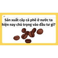 Sản xuất cây cà phê ở nước ta hiện nay chú trọng vào đầu tư gì?